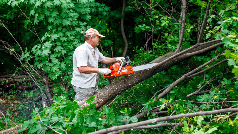 Embracing Nature and Safety: The Art of Tree Removal in Brentwood, TN