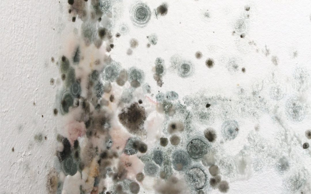 Mold Remediation in Omaha NE: Protecting Your Home and Health