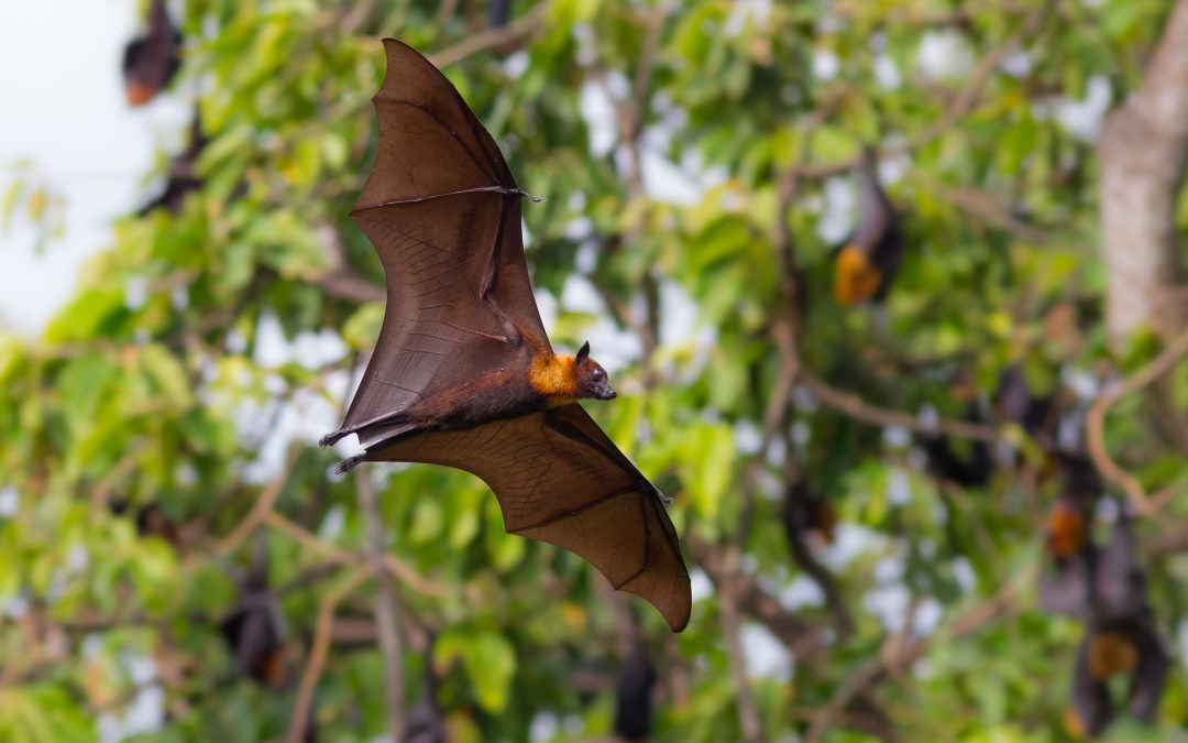 Effective Bat Removal in Westfield, MA: Safety and Peace of Mind