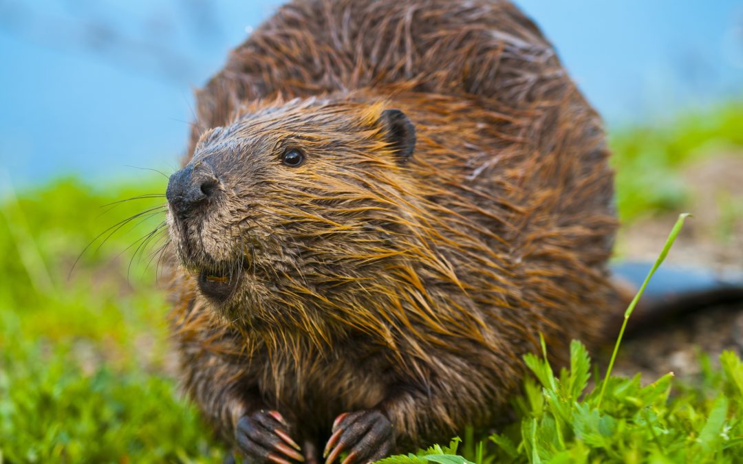 Beaver Removal in Westfield, MA: Clearly Establishing Your Territory Against Unwanted Wildlife Invasions