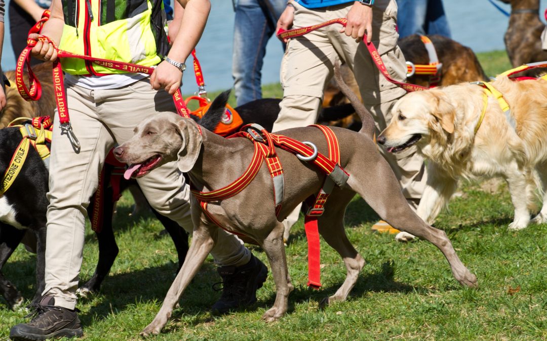 The Ultimate Path to Impeccable Canine Conduct with Proven Dog Training in Randolph Techniques