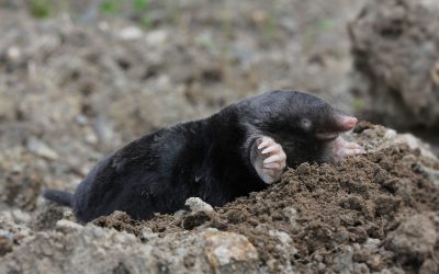 Expert Mole Removal in Westfield, MA: Trust Western Mass Wildlife Removal