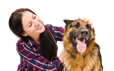 Why Choose a Dog Spa in Wisconsin Rapids, WI, for Your Pet’s Health?