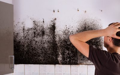 Mold Remediation Tampa Solutions That Safeguard Your Indoor Air and Wellbeing