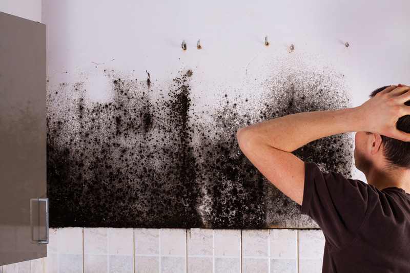 Mold Remediation Tampa Solutions That Safeguard Your Indoor Air and Wellbeing