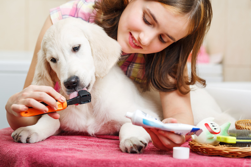 Keeping Pets Happy and Healthy with Pet Grooming Wisconsin Rapids WI Services