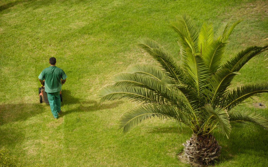 Lawn Care Guide for Effortless Maintenance and Lasting Curb Appeal