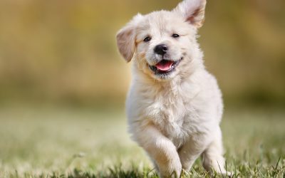 The Benefits of Choosing Pet Grooming Services in Wisconsin Rapids, WI for Stress-Free Visits